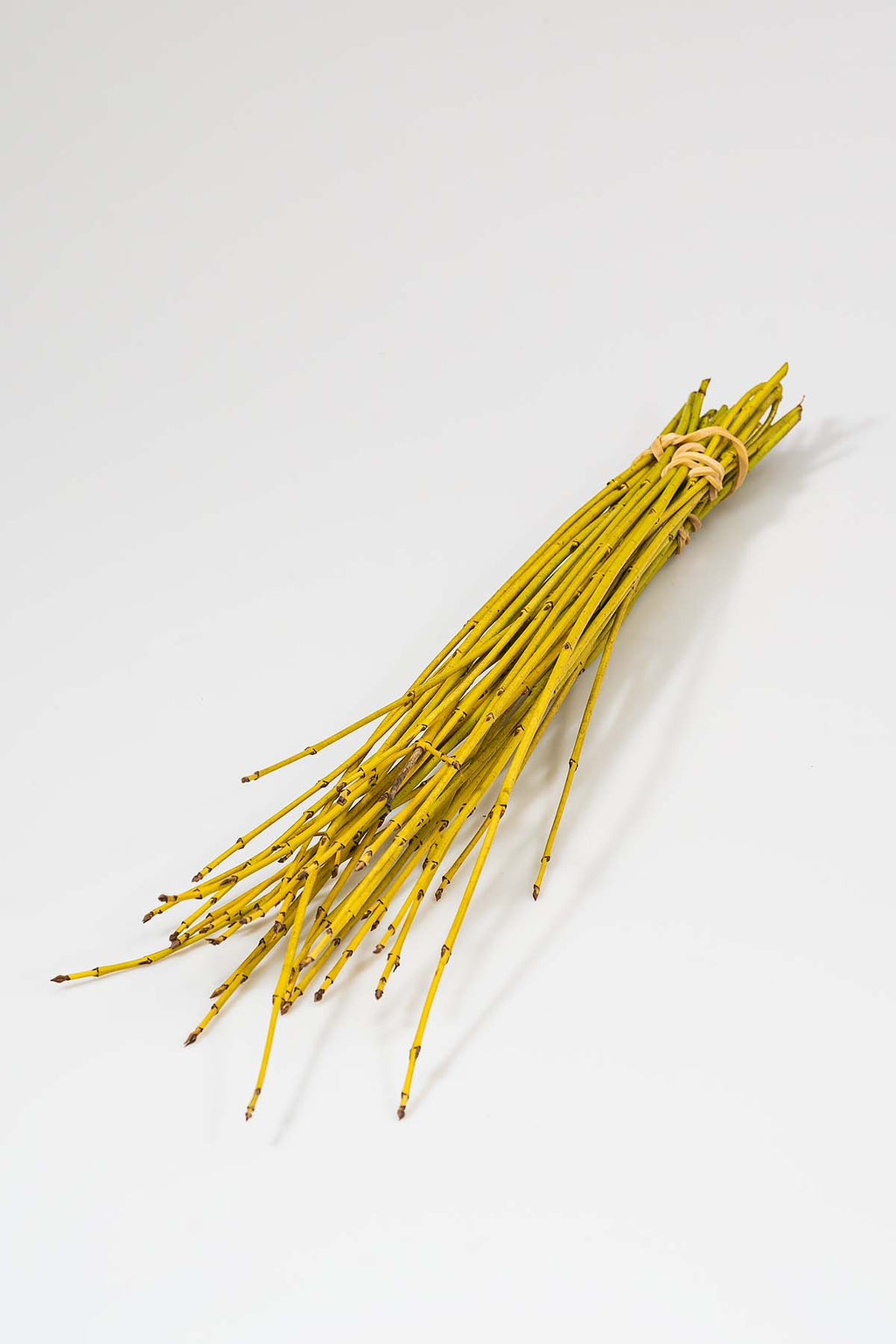 Gelber Cornus produktfoto