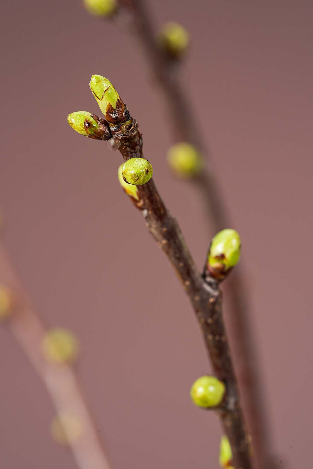 Kirschzweige Closeup