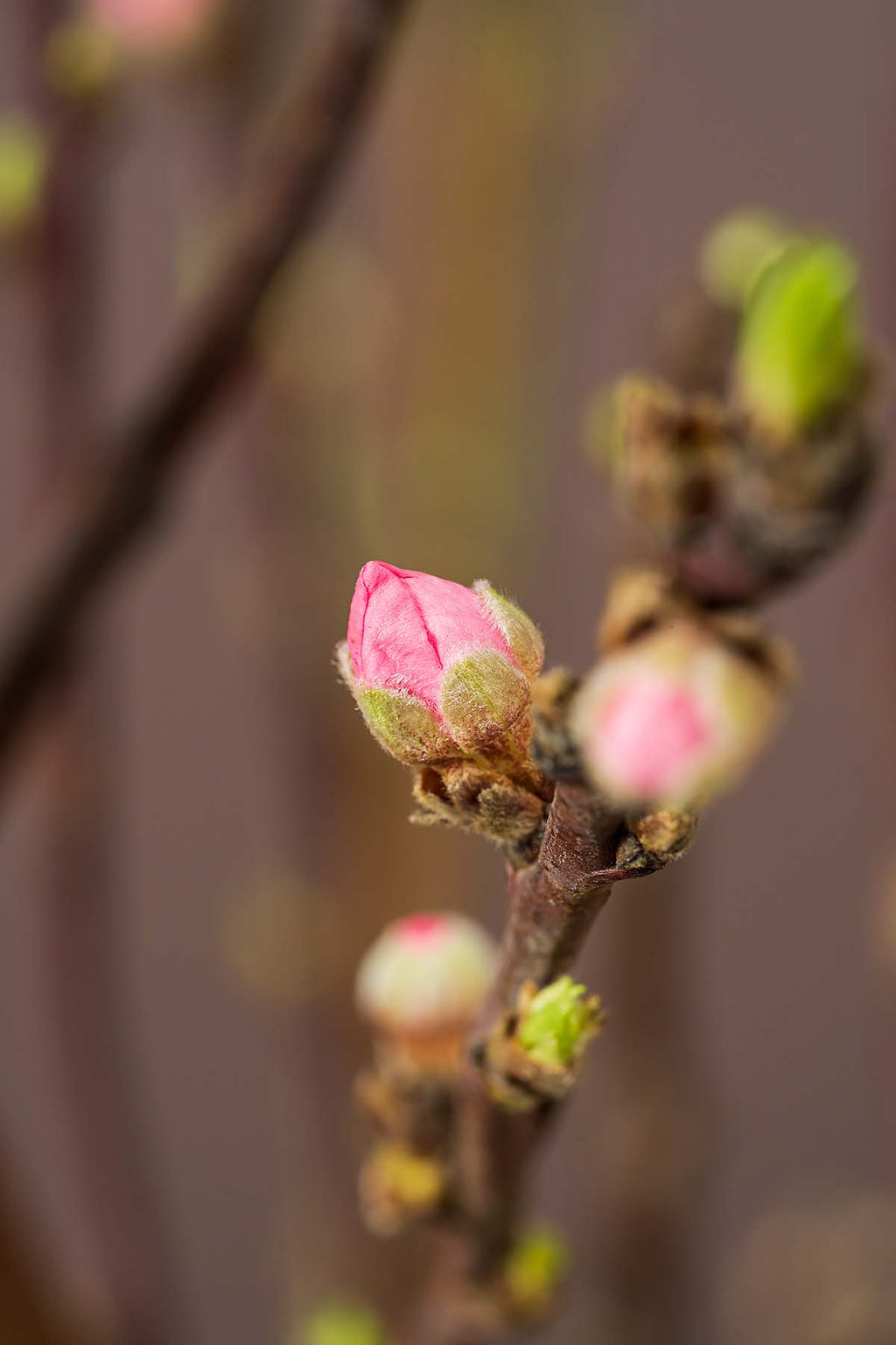 Kirschzweige Closeup