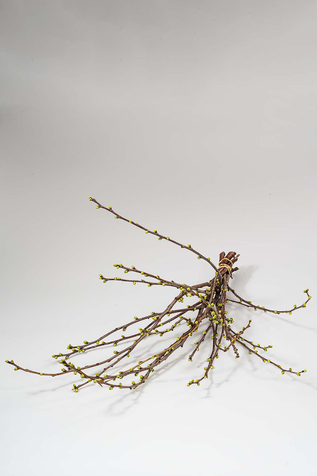 Kirschzweige Produktfoto